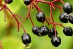 Elderberry P.E.